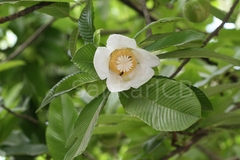 Dillenia indica